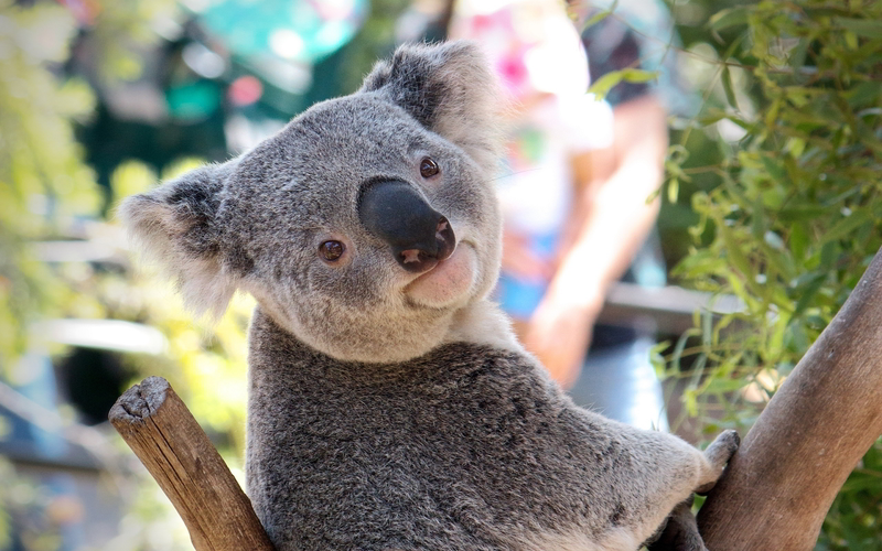 Illustration for article titled Australian Animals That Won't Kill You, Ranked